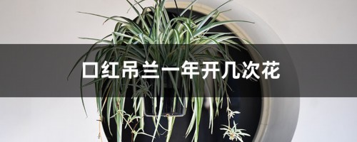 口红吊兰一年开几次花