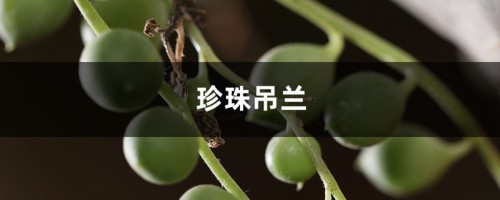 珍珠吊兰的风水作用，这样摆放全家运气旺！