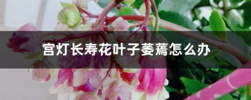 宫灯长寿花叶子萎蔫怎么办